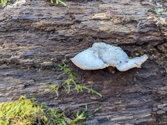 Merulius tremellosus