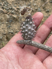 Peniocereus striatus