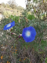 Ipomoea tricolor