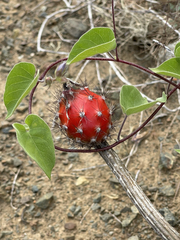 Peniocereus striatus