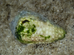 Conus coronatus