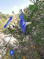 Ipomoea tricolor