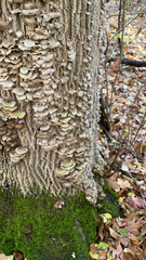 Cerrena unicolor