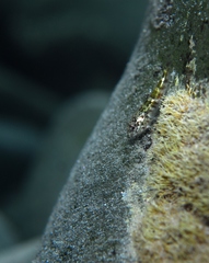Bovichtus angustifrons