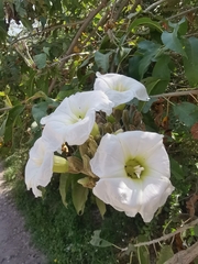 Ipomoea murucoides