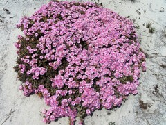 Oscularia caulescens