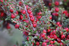 Cotoneaster horizontalis