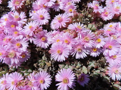 Oscularia caulescens