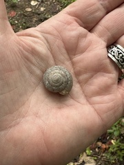 Triodopsis hopetonensis