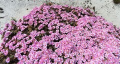 Oscularia caulescens