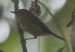 Phylloscopus canariensis