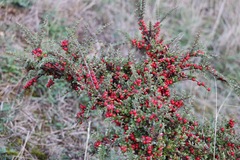 Cotoneaster horizontalis