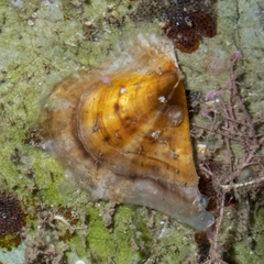 Pterioidea