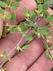 Euphorbia magdalenae