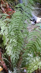 Leptopteris ×intermedia