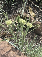 Raphionacme galpinii