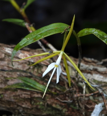 Epidendrum nocturnum