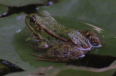 Pelophylax perezi
