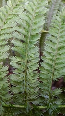 Leptopteris ×intermedia