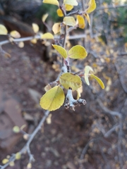 Amelanchier utahensis