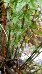 Leptopteris ×intermedia