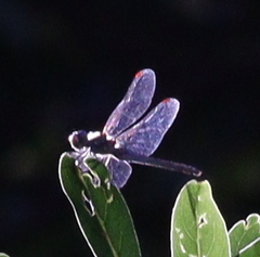 Libellulidae