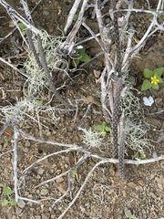 Peniocereus striatus