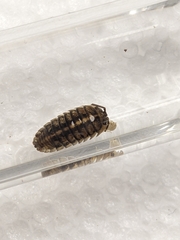 Holoverticata