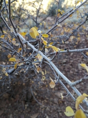 Amelanchier utahensis