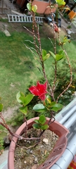 Mandevilla sanderi