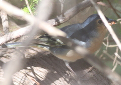 Fringilla coelebs canariensis