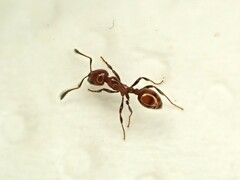 Chelaner antarcticus