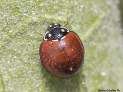 Cycloneda sanguinea