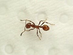 Chelaner antarcticus