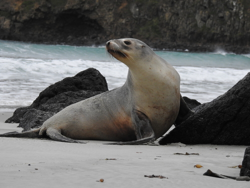 Phocarctos hookeri