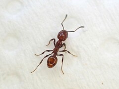 Chelaner antarcticus