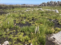 Disa obtusa hottentotica