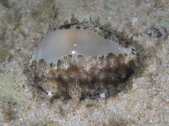 Monetaria annulus