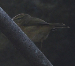 Phylloscopus canariensis