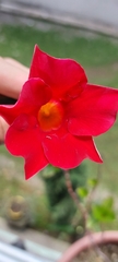 Mandevilla sanderi