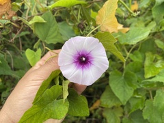 Ipomoea batatas