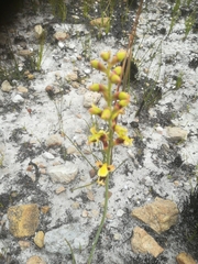 Tritoniopsis parviflora