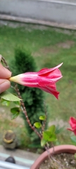 Mandevilla sanderi