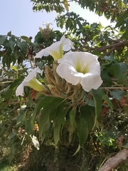 Ipomoea murucoides