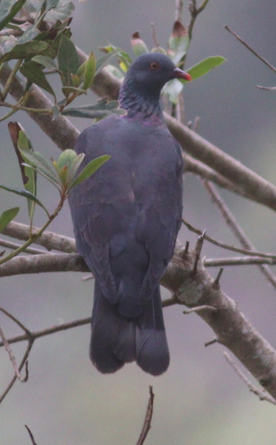 Paloma turqué (Columba bollii)