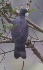 Columba bollii