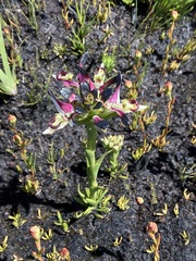 Disa bivalvata