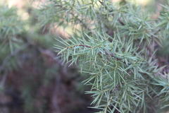 Juniperus oxycedrus