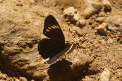 Chlosyne melanarge