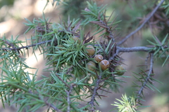 Juniperus oxycedrus